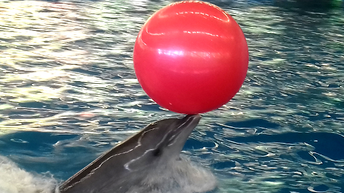 Дельфинарий Атлантида в парке им. 1 мая